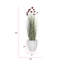 Plante de 54 po