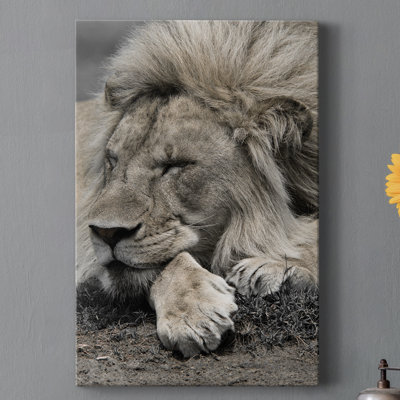 " Sleepy Afternoon In Masai Mara "