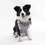 Harnais pour animal de compagnie Arlo-112400931-128618013