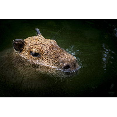 Capybara In Water - Wrapped Canvas Print