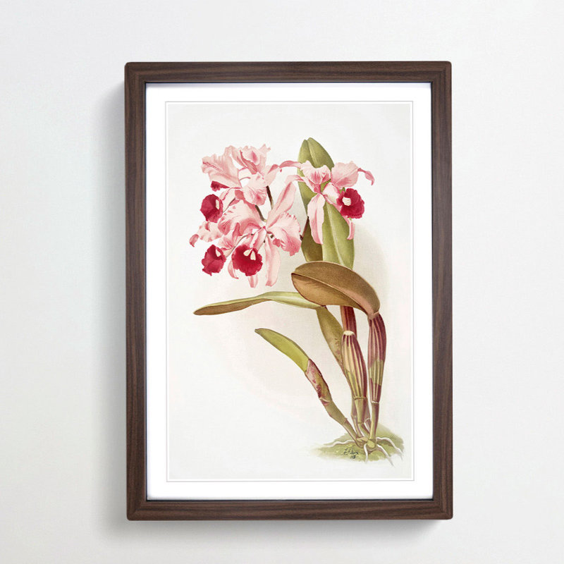 Magnolia Flowers Illustration Tab. 12 by Frederick Sander - Picture Frame Painting Print, Walnut, 60cm H x 40cm W x 2cm D