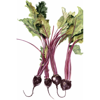 Watercolor Beets by Michael Willett - Wrapped Canvas Art Prints