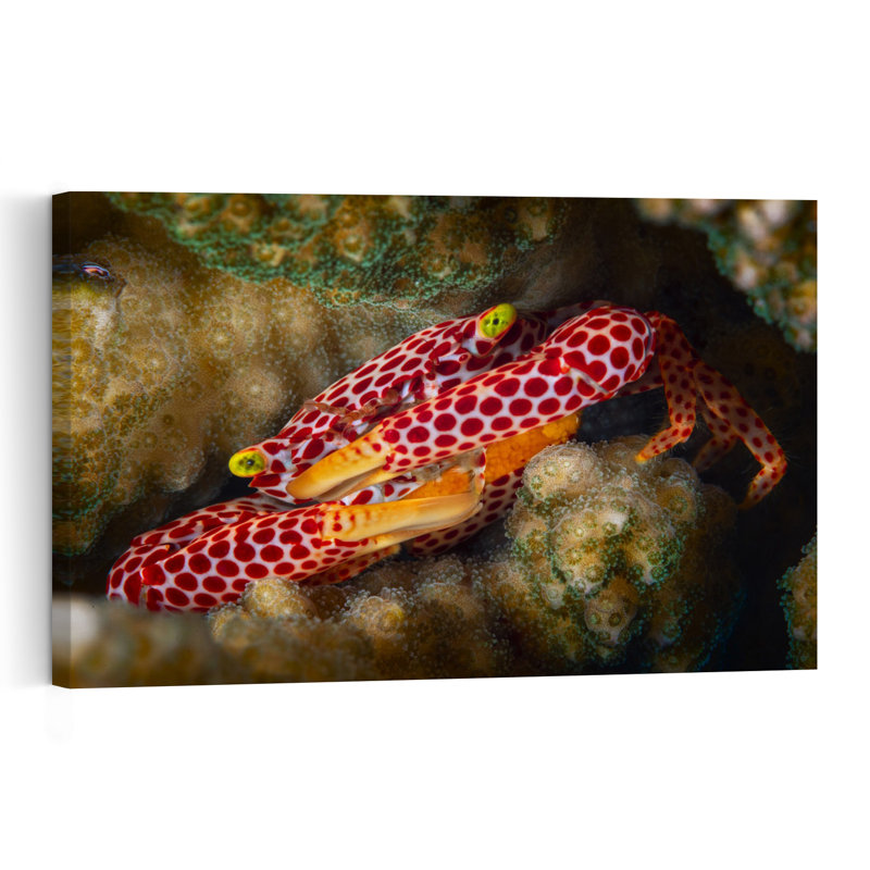 Vibrant Spotted Crab Contemporary Crab Wall Art Print 1 Piece Wrapped Canvas Wall Art, 60.96cm H x 91.44cm W