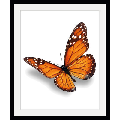 Butterfly - Single Picture Frame Print