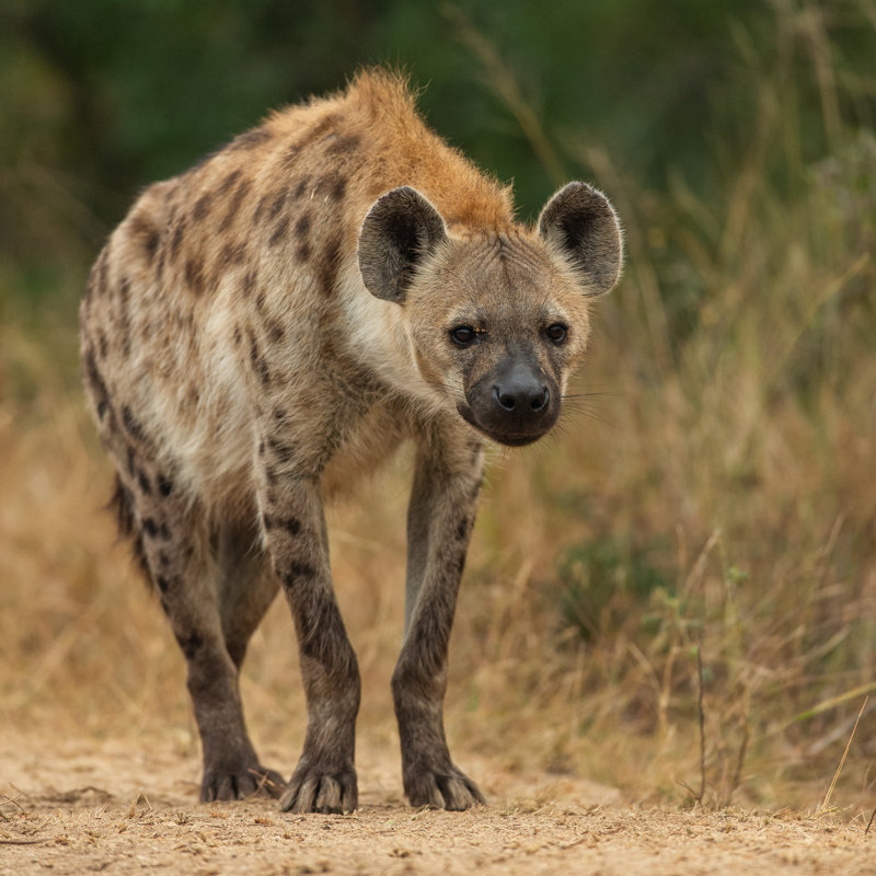 Hyena Animal by Iain Tall - Wrapped Canvas Print, 76cm H x 76cm W
