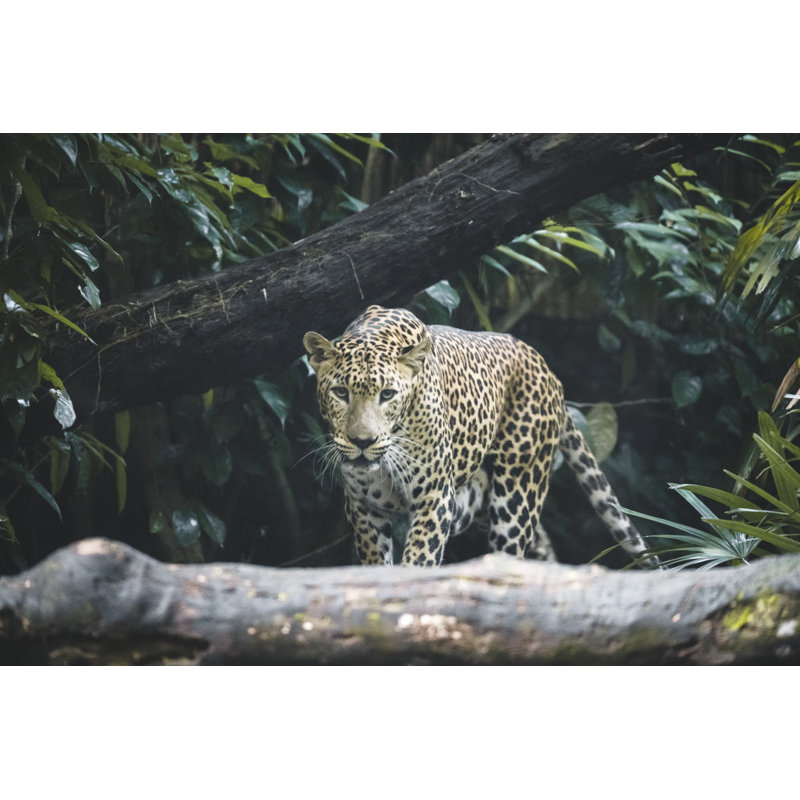 Leopard by Tobiasjo - Wrapped Canvas Print, 81cm H x 122cm W