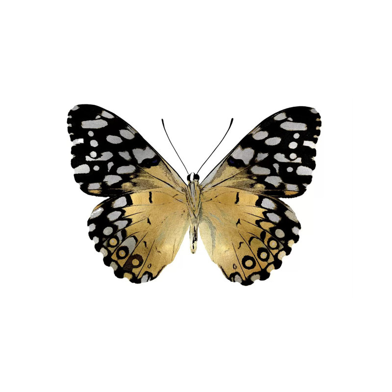 Golden Butterfly IV by Julia Bosco - Gallery-Wrapped Canvas Giclée on Canvas, 20.32cm H x 30.48cm W x 1.9cm D, Wrapped Canvas