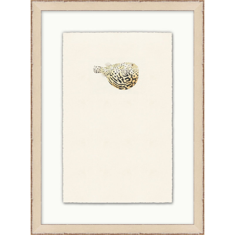 Petite Fish " Petite Fish 4 "