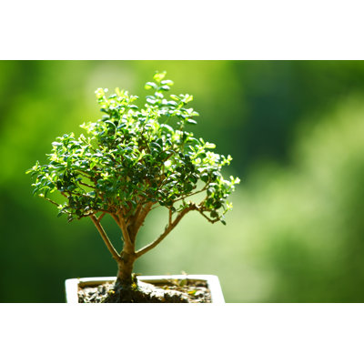 " Bonsai "