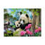 Reproduction d’art sur toile tendue deux panda-26859898