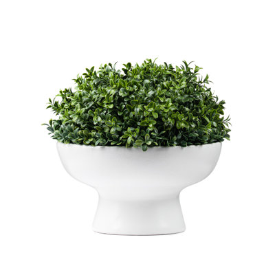 Boxwood In White Pedestal Pot