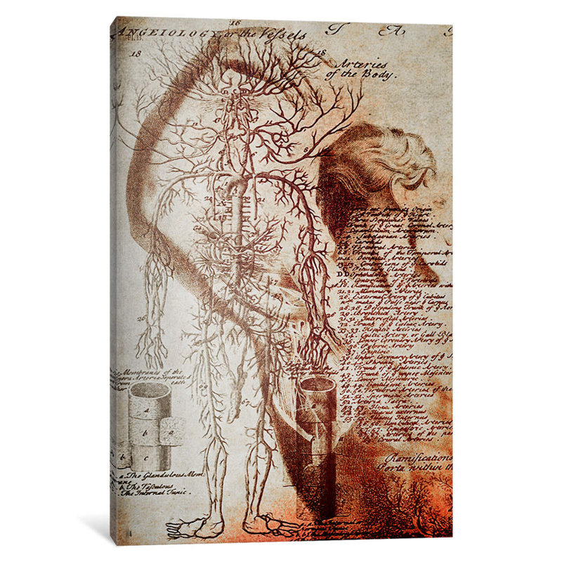 Victorian Anatomy - Wrapped Canvas Print, 66.04 cm H x 45.72 cm W x 1.91 cm D