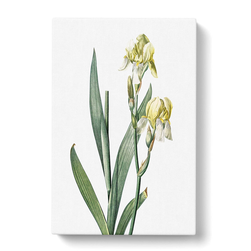 Lemon Yellow Iris Flowers by Pierre-Joseph Redoute - Wrapped Canvas Painting, 76cm H x 50cm W x 3cm D