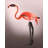 Flamingo with Kinky Boots