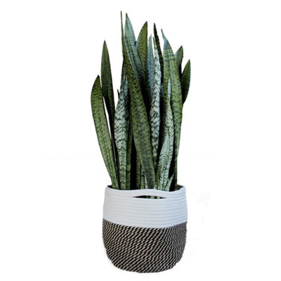 Bielecki Pot Planter