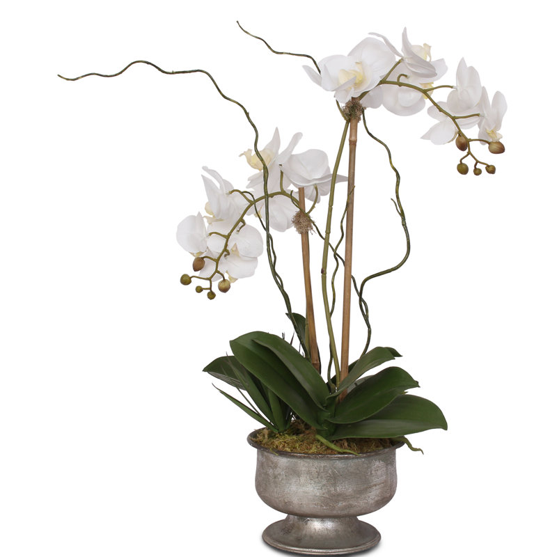 Real Touch White Phalaenopsis Orchids With Succulent In Silver Aged Metal Pot