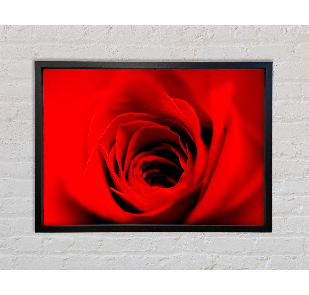 Soft Red Rose Close-Up - Einzelner Bilderrahmen Kunstdrucke auf Leinwand