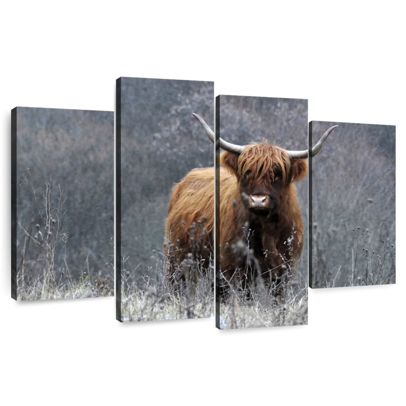 Vache Highland Brampt, H 27 po x l 43 po