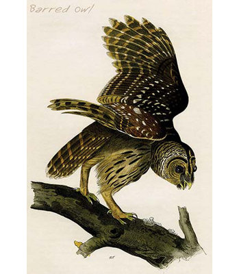 Impression d’art graphique sans cadre par john james audubon