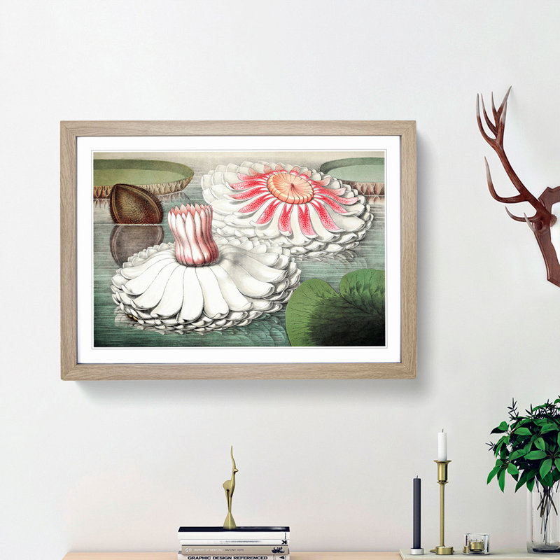 Blooming Gigantic Water Lily by William Sharp - Picture Frame Art Print, Oak Framed, 36cm H x 48cm W x 2cm D