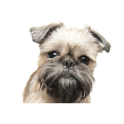 Brussels Griffon - Wrapped Canvas Print