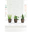 Live Zeylancia Snake Plant in Classic Pot-49662180