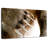 Brampt Bear Claws-108905952