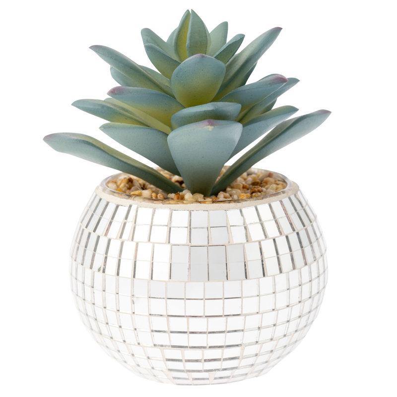 Disco Succulent Pot Sm