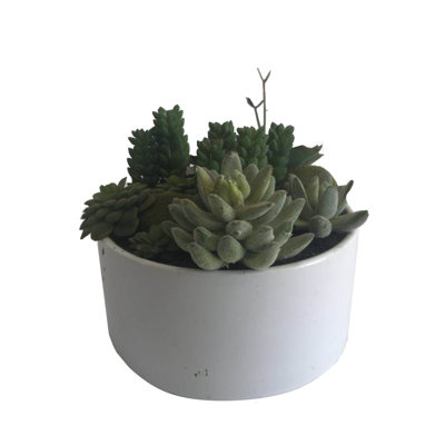 Plante grasse conservée en pot