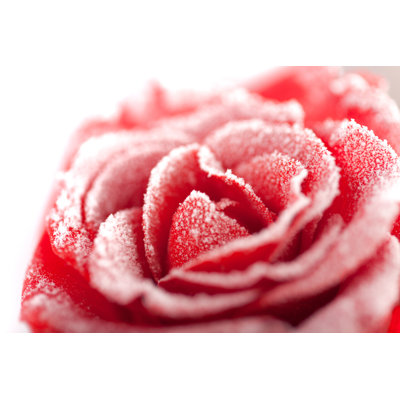 Depauville Frozen Red Rose by Nick_Thompson - Wrapped Canvas Print