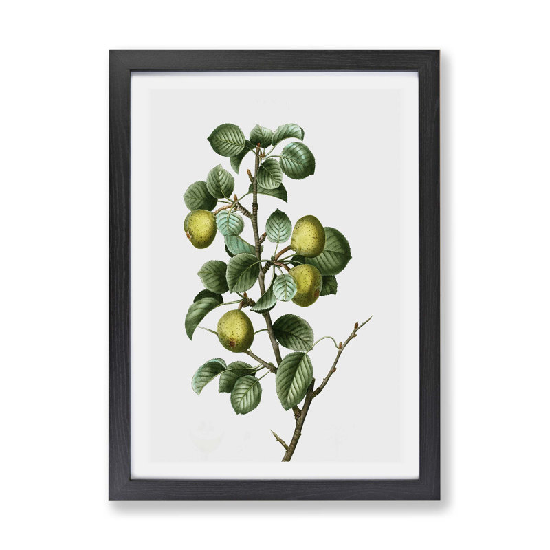 Pear Tree by Pierre-Joseph Redoute - Framed Print, 24cm H x 33cm W x 2cm D, Black