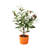 18'' Faux Olive Tree Tree in Terracotta Pot