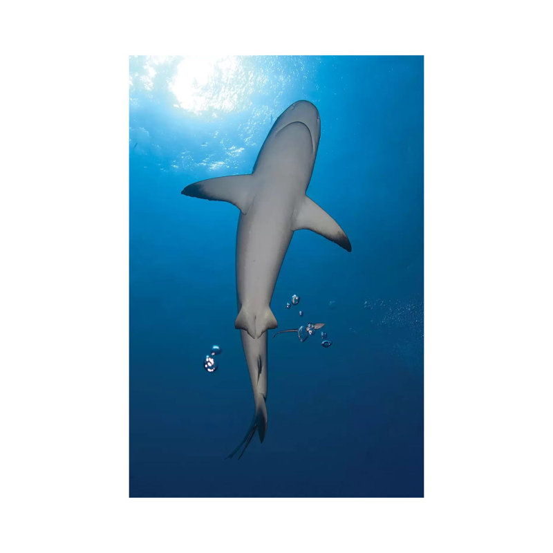 Reef Shark With Remora, Papua New Guinea by Steve Jones - Wrapped Canvas Print, 20.32 cm H x 30.48 cm W