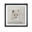 «Arctic Fox», reproduction de photo-40528015-40496068