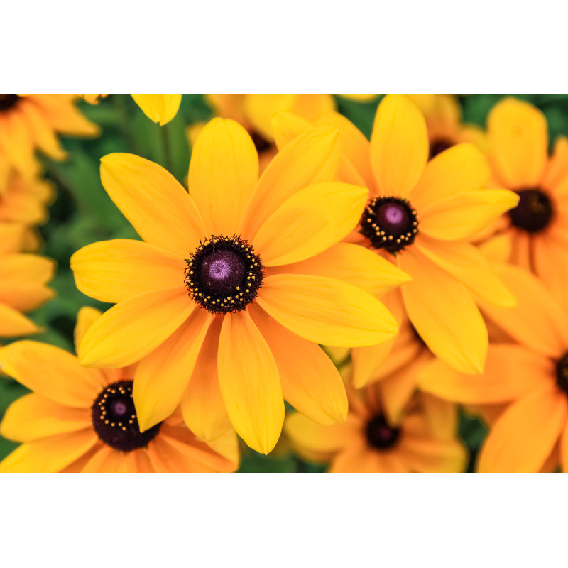 Black Eyed Susan, Rudbeckia Flowers by Nosyrevy - Wrapped Canvas Print, 20.32cm H x 30.48cm W