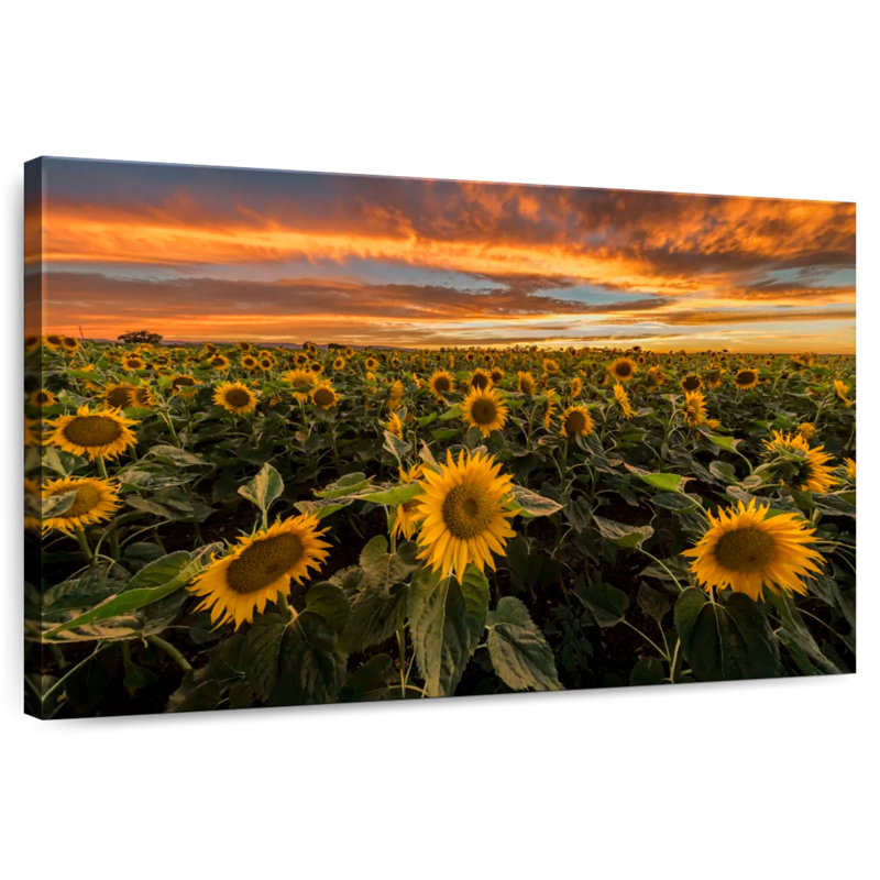 Champ de tournesols d'Alvord, Californie, H 24 po x l 36 po