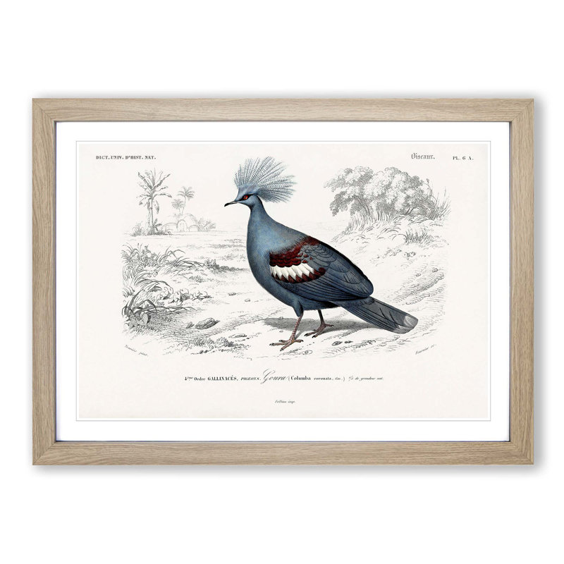 Crowned Pigeon Illustration by Charles D' Orbigny - Picture Frame Painting Print, 48cm H x 65cm W x 2cm D, Oak Framed