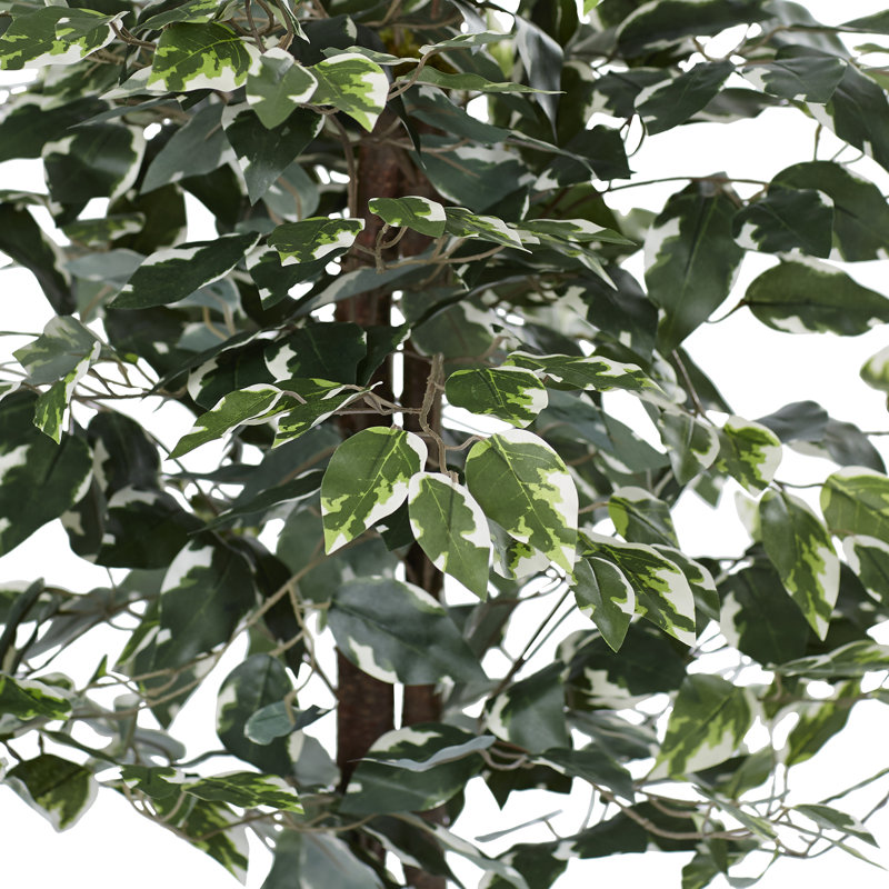 Série de ficus artificiels panachés, 48 po x 30 po