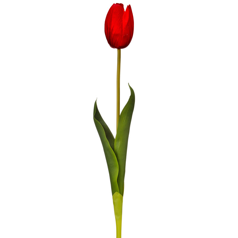 Tulipe Holland 23 "Just Cut, Rouge