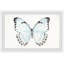 «Translucent Blue Wings» par Abdirazaq, reproduction d'aquarelle encadrée-1467263646