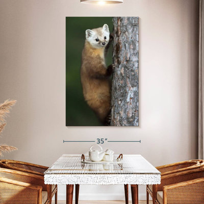 Brampt Wild American Marten
