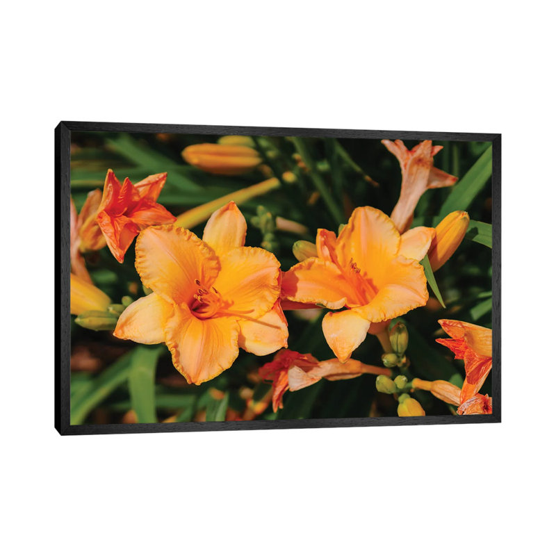 Daylily Garden XI by Bethany Young - Print on Canvas, 45.72cm H x 66.04cm W x 3.81cm D, Black Framed