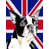Boston terrier 2