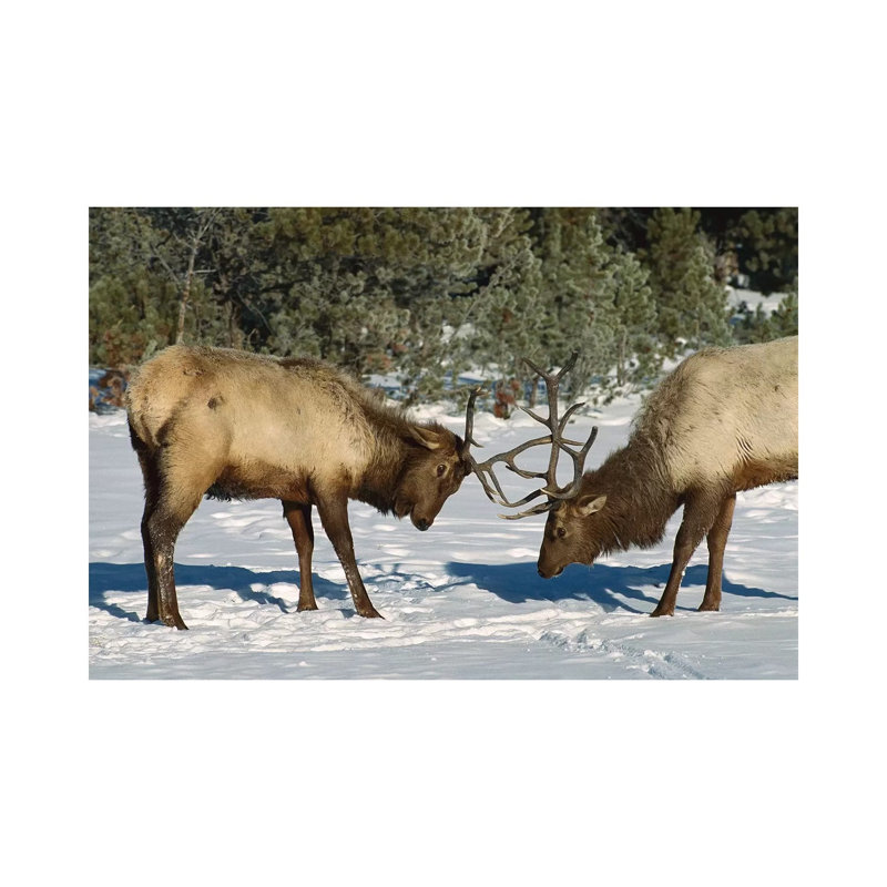 Elk Bulls Fighting, Yellowstone National Park, Wyoming 1 Piece Wrapped Canvas Wall Art, 101.6 cm H x 66.04 cm W x 3.175 cm D