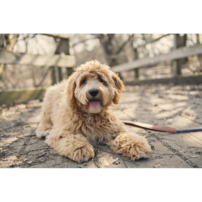 Golden Labradoodle Dog Outside In Fall Season by LSOphoto - Wrapped Canvas Print, 61cm H x 91cm W