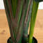 108 plantes