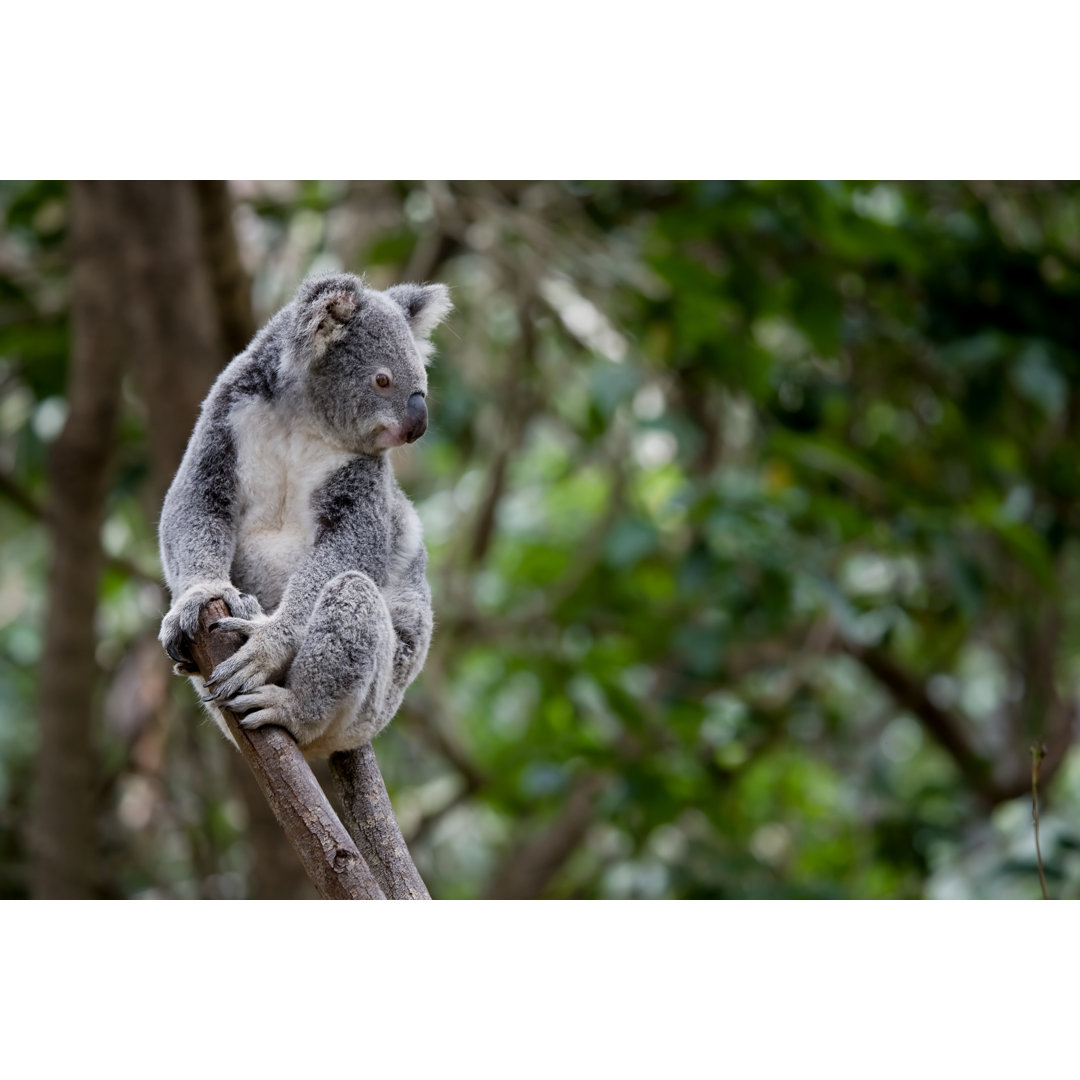 Koala - Wrapped Canvas Photograph