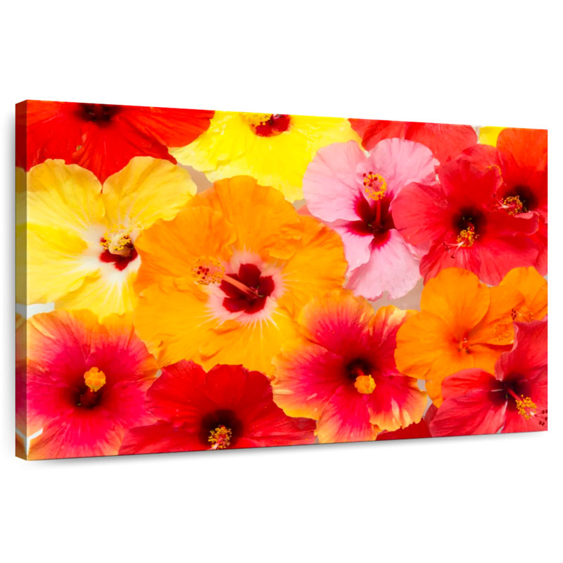 Harnek Hibiscus In Summer