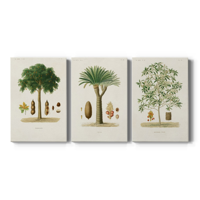 Arbre antique avec fruit - toile tendue sur mesure - 3 pièces, H 36 po x l 72 po