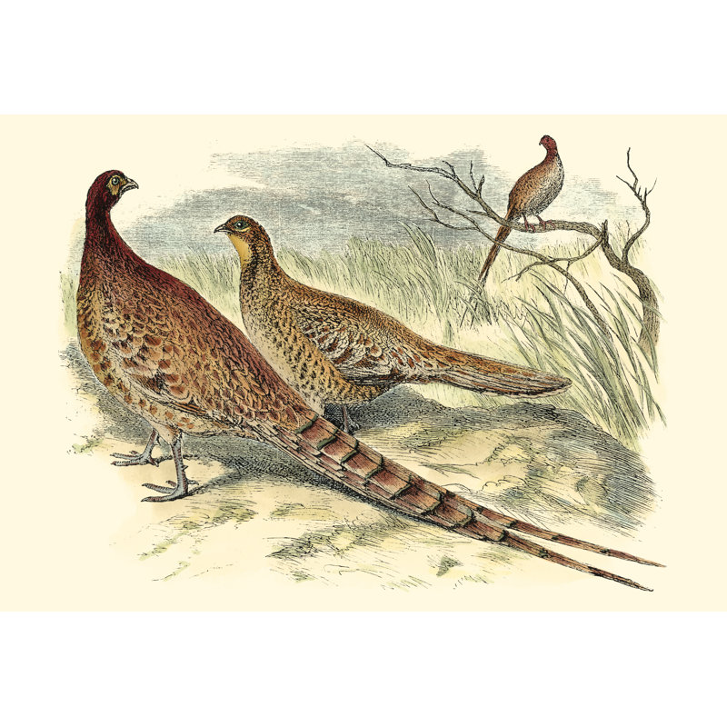 Pheasant Varieties VI by Vision Studio - Wrapped Canvas Painting, 20cm H x 30cm W